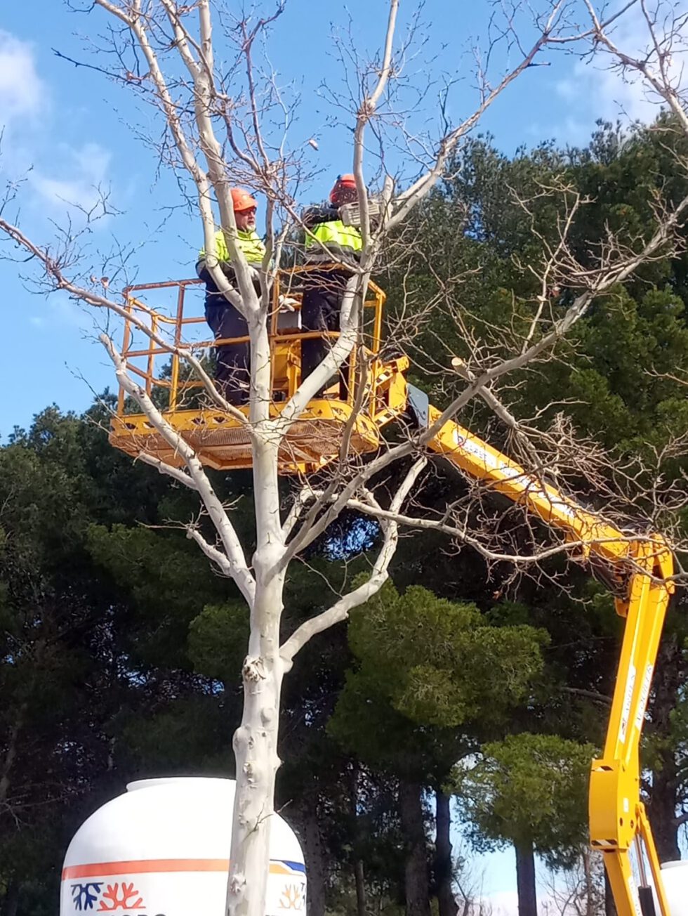 Puesta A Punto De La Arboleda En El Recinto De Pinilla Para La Romer A