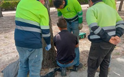 FUNDACIÓN CADISLA IMPULSA LA ESPECIALIZACIÓN EN TRATAMIENTOS FITOSANITARIOS AVANZADOS CON FORMACIÓN EN ENDOTERAPIA