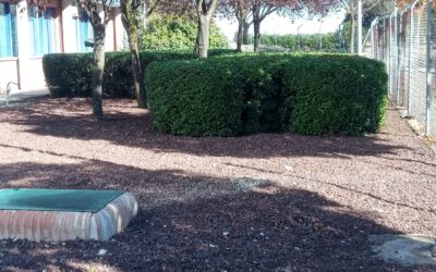 Fundación Cadisla inicia los trabajos de mantenimiento de zonas verdes en el Centro de Producción y Logístico de Pernod Ricard España en Las Labores